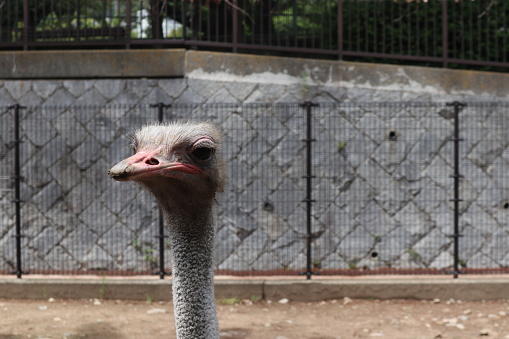 Close-up view of an ostrich's face behind a fence, its ratite head and mammalian body stand out against the wildlife backdrop. greet visitors who are on vacation