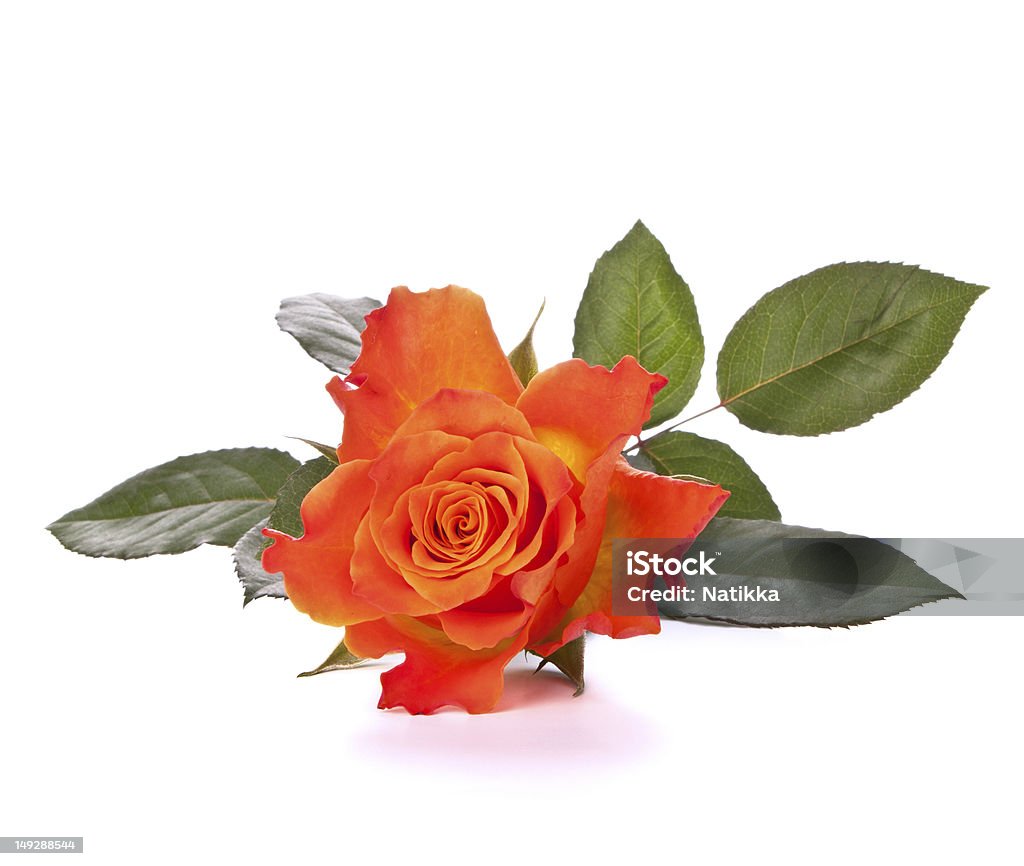 Orange rose - Lizenzfrei Baumblüte Stock-Foto