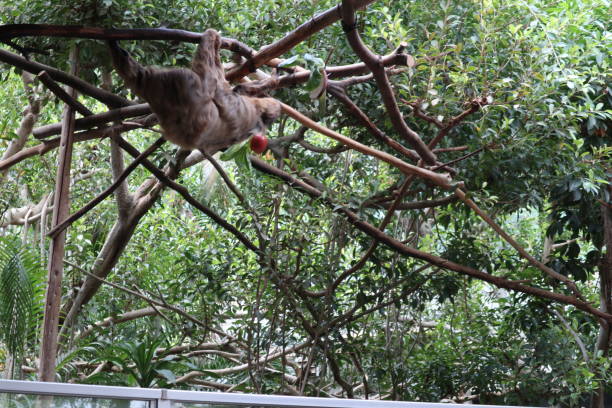 istock the sloths are enjoying hanging from the trees 1492885758
