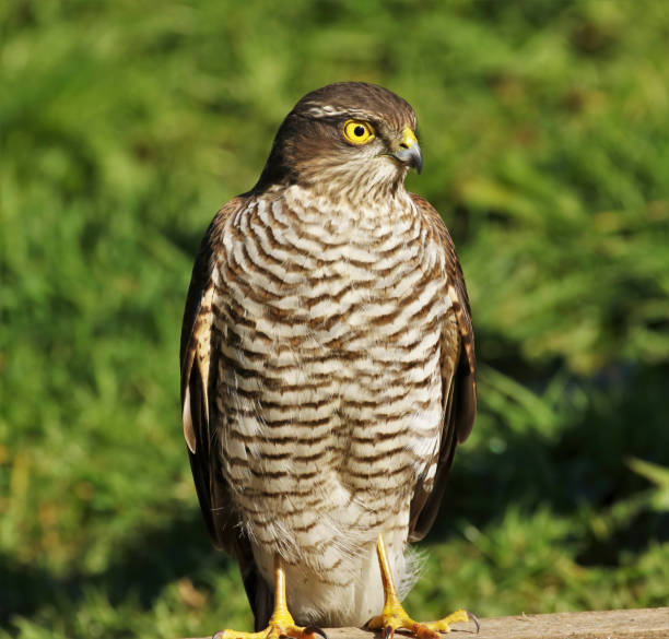 istock Birds of Prey 1492888462