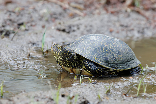 The European pond turtle (Emys orbicularis), also called commonly the European pond terrapin and the European pond tortoise, is a species of long-living freshwater turtle in the family Emydidae.[3] The species is endemic to the Western Palearctic.
Range and habitat:
E. orbicularis is found in southern, central, and eastern Europe, West Asia and parts of Mediterranean North Africa. In France, there are six remaining populations of significant size; however, they appear to be in decline. This turtle species is the most endangered reptile of the country. In Switzerland, the European pond turtle was extinct at the beginning of the twentieth century but reintroduced in 2010. In the early post-glacial period, the European pond turtle had a much wider distribution, being found as far north as southern Sweden and Great Britain, where a reintroduction has been proposed by the Staffordshire-based Celtic Reptile & Amphibian, a group specialising in the care, research, and rehabilitation of native European and British herpetiles. In 2004, the European pond turtle was found in the former Soviet territories of Estonia, which are currently under Russian jurisdiction. 
E. orbicularis prefers to live in wetlands that are surrounded by an abundance of lush, wooded landscape. They also feed in upland environments. They are usually considered to be only semi-aquatic, as their terrestrial movements can span 1 km. They are, occasionally, found travelling up to 4 km away from a source of water (source Wikipedia).  

This Picture is made during a Vacation in Bulgaria in May 2018.