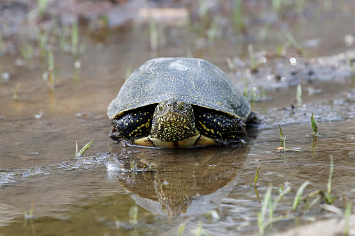 The European pond turtle (Emys orbicularis), also called commonly the European pond terrapin and the European pond tortoise, is a species of long-living freshwater turtle in the family Emydidae.[3] The species is endemic to the Western Palearctic.\nRange and habitat:\nE. orbicularis is found in southern, central, and eastern Europe, West Asia and parts of Mediterranean North Africa. In France, there are six remaining populations of significant size; however, they appear to be in decline. This turtle species is the most endangered reptile of the country. In Switzerland, the European pond turtle was extinct at the beginning of the twentieth century but reintroduced in 2010. In the early post-glacial period, the European pond turtle had a much wider distribution, being found as far north as southern Sweden and Great Britain, where a reintroduction has been proposed by the Staffordshire-based Celtic Reptile & Amphibian, a group specialising in the care, research, and rehabilitation of native European and British herpetiles. In 2004, the European pond turtle was found in the former Soviet territories of Estonia, which are currently under Russian jurisdiction. \nE. orbicularis prefers to live in wetlands that are surrounded by an abundance of lush, wooded landscape. They also feed in upland environments. They are usually considered to be only semi-aquatic, as their terrestrial movements can span 1 km. They are, occasionally, found travelling up to 4 km away from a source of water (source Wikipedia).  \n\nThis Picture is made during a Vacation in Bulgaria in May 2018.