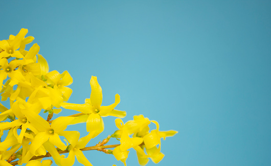Forsythia blooming flowers on sunny blue sky background. Copy space.