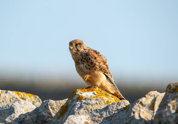 istock Birds of Prey 1492889312