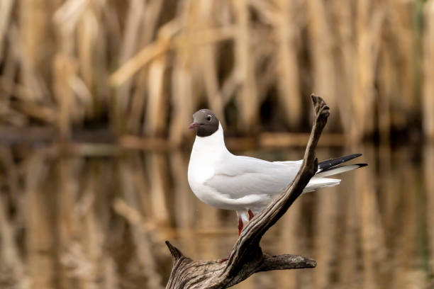 Black headed gull on a branch in a lake at Gosforth Park Nature Reserve.