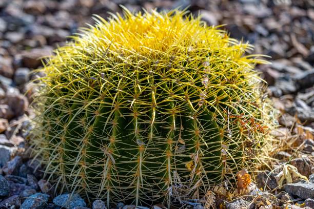istock Vibrant green cactus in jagged rocks, with sunlight glinting off its leaves 1492889397