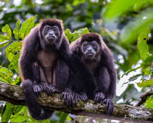 istock Group of howler monkeys perched atop a lush green tree branch 1492889415
