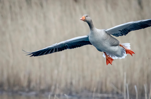 Greylag goose landing on a lake at Gosforth Nature Park.