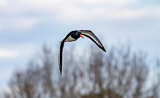 Oystercatcher flying over a lake at Gosforth Nature Park.