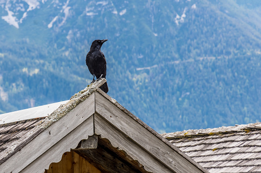 black bird sitting on roof,  mountain in background