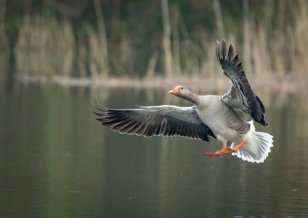 istock Greylag goose landing 1492891365