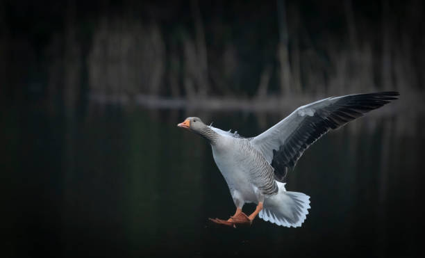 istock Greylag goose landing 1492891377
