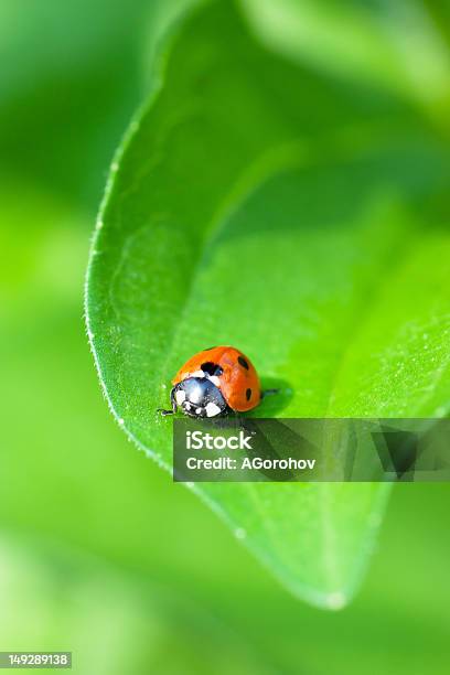 Ladybird Stock Photo - Download Image Now - Animal, Beauty In Nature, Beetle