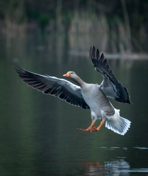 Greylag goose landing