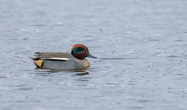 Teal on a lake stock photo