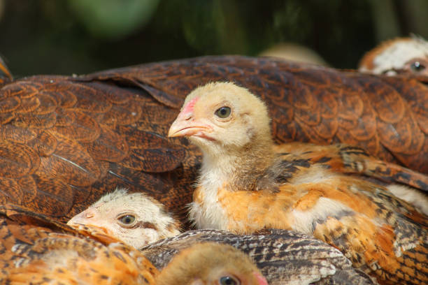 chicks resting from the scorching hot sun