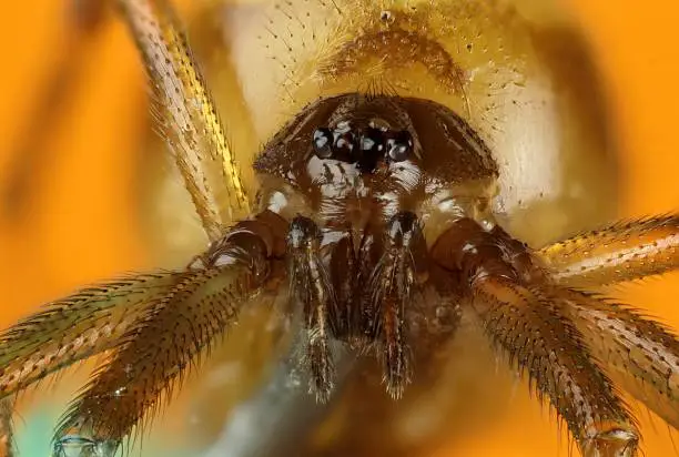 Photo of head of a spitting spider specimen, Scytodes globula