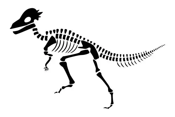 Vector illustration of Pachycephalosaurus skeleton . Silhouette dinosaurs . Side view . Vector .