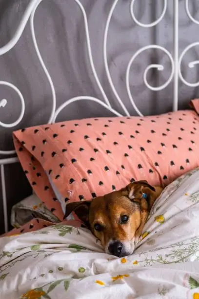 A dog lying contentedly on a bed of pillows and covers, enjoying a cozy nap