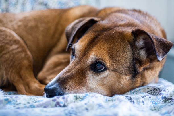 istock Adorable brown dog lays contentedly on a textured light-colored blanket 1492894498