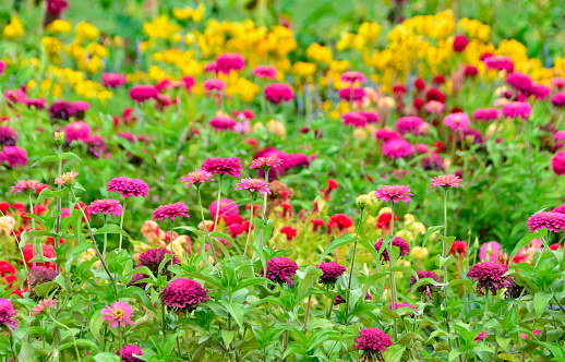 Field of brightly colored Zinnia flowers