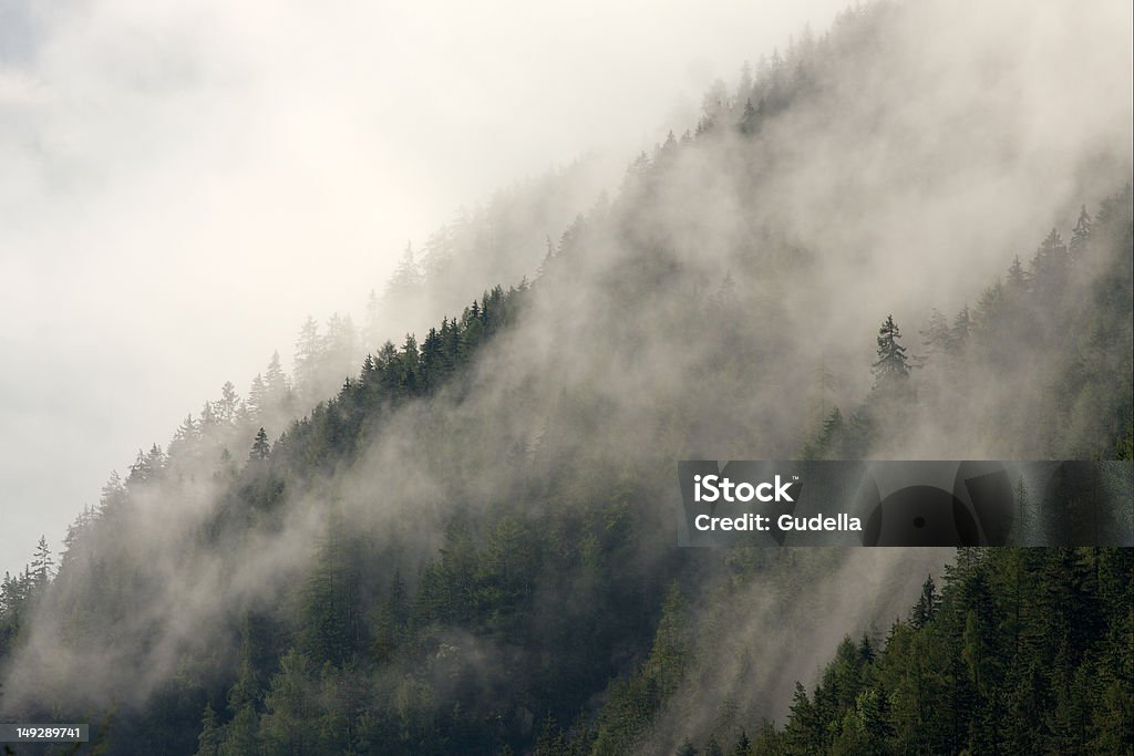 Mountain forest Mist covering the pine trees of a mountain Cloud - Sky Stock Photo