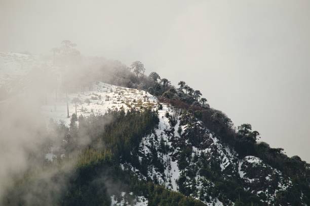 istock Majestic snow-capped mountain with evergreen trees dotting the landscape 1492902721