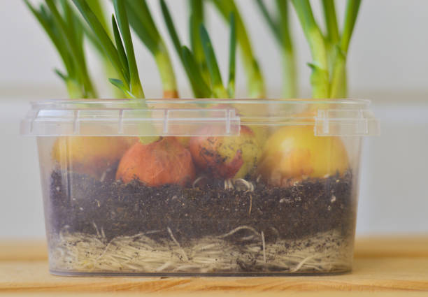 istock Young green onions growing in plastic container. Small garden at home on the windowsill. Spring has come, nature awakening concept. 1492902877
