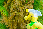 A gardener sprays a tuya bush with yellow needles from a garden spray. Pest protection and care of coniferous trees. Seasonal garden work concept.