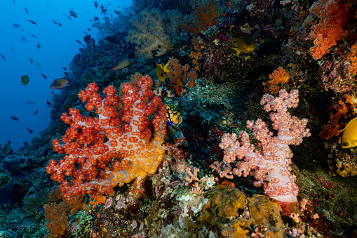 At Batu Kapal there is an incredible abundance of life: soft corals, hard corals, ascidians, sponges, featherstars, hydroids and many fish species: Chromis, Hawkfishes, Triggerfishes, Anthias, Cardinalfishes, a hogfish and a Moorish Ideol.
Batu Kapal is a rock shaped like a boat. Batu Kapal means Ship Rock in Bahasa Indonesia.
Batu Kapal, Banda Sea, 4°29'11.634 S 129°55'50.934 E at 25m depth