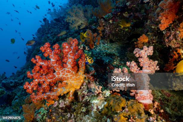 Abundance Of Life On The Colorful Deep Reef Of Batu Kapal Banda Sea Indonesia Stock Photo - Download Image Now