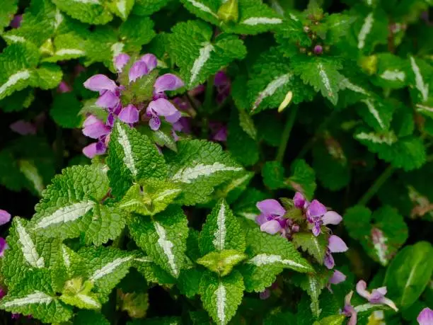 Deadnettle (Lamium maculatum) Leaves are variegated green and silvery-white, and with pink blossoms in full bloom... it is beautiful ground cover and is growing along the footpath in woodland area


Location
TJ Dolan dr. Stratford ON CA