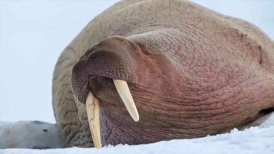 walrus from Svalbard