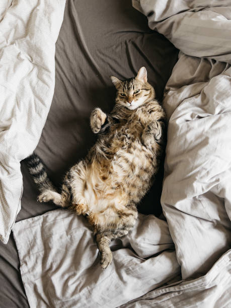 istock Tabby cat lies on its back on the bed among the blankets 1492907333