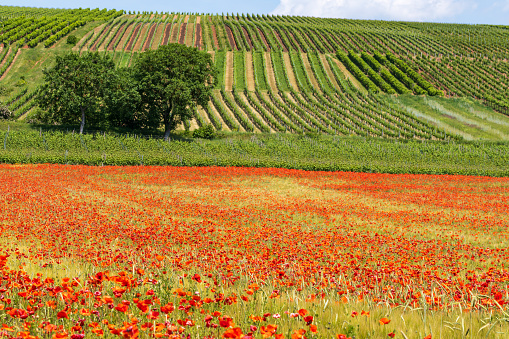 View of a field of poppies in red bloom with vineyards in the background in Rheinhessen near Guldental/Germany