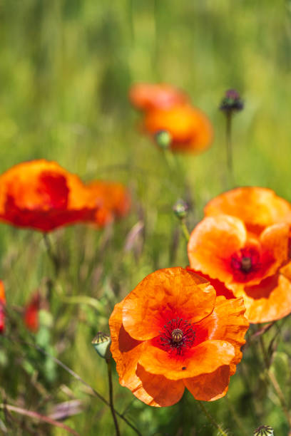 Close up of red poppy flowers in Rheinhessen near Guldental/Germany
