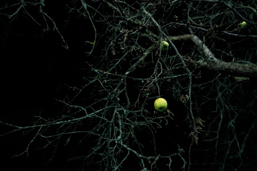 An image of a tree branch in the dark surrounded by green tennis balls hanging from it