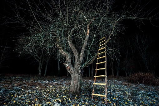 A wooden ladder is propped against an old oak tree in a mysterious forest setting