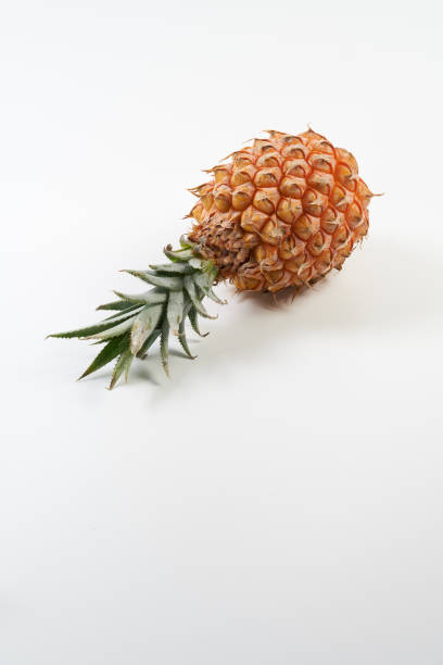 istock bogor snack pine fruits on white background 1492908287