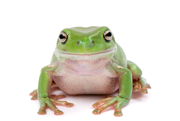 green tree frog - toad green isolated white zdjęcia i obrazy z banku zdjęć