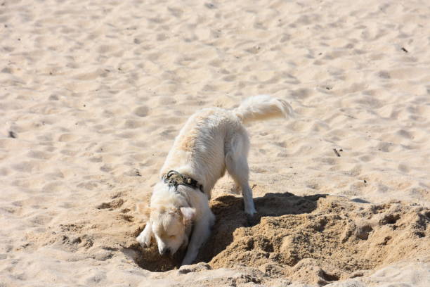 istock A labrador dog digging into the sand 1492915133