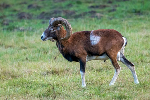 istock Side view of a mouflon sheep posing in a meadow 1492917156