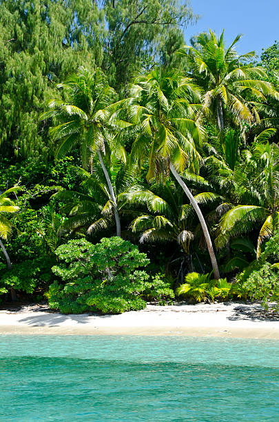 Palm tree Palm trees in Palau palau beach stock pictures, royalty-free photos & images