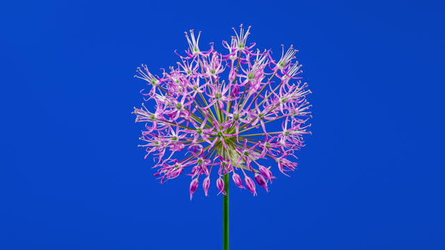 Time Lapse of Blooming Big Violet Allium Christophii Flower Isolated on Blue Background. Time-lapse of Cultivated Decorative Garlic Flower Bloom Side view, Close up Opening Onion Head Bud