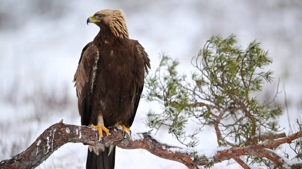 der seeadler (haliaeetus albicilla) - white tailed eagle sea eagle eagle sea stock-fotos und bilder