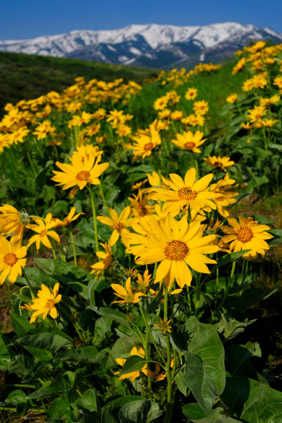 istock Yellow Wild Flowers Alpine with Snow Covered Mountains and Blue Sky 1492921807