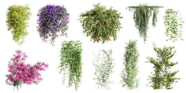 Set of various creeper plants, vol. 1, isolated on white background. 3D render.
