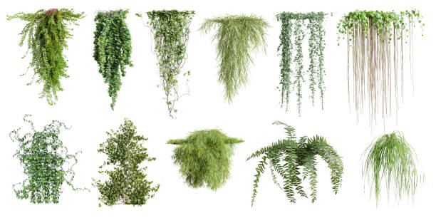 istock Set of various creeper plants, vol 2, isolated on white background. 3D render. 1492922381