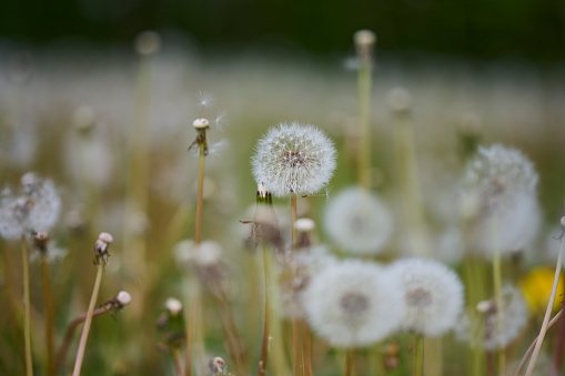 Scenery of Dandelion at roadside