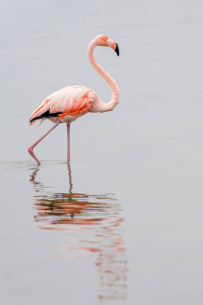 istock Caribbean flamingo (Phoenicopterus ruber) 1492923646